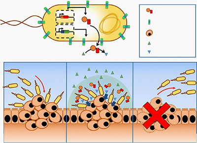 Image of probiotic-mediated chemotherapy