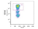 Anti CD16 Antibody