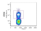 Anti CD56 BV421 Antibody