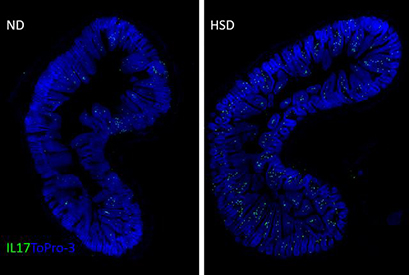 Th17 cells in small intestine