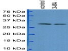 Anti-Caspase 3 Antibody