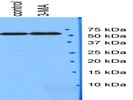 Anti-Mouse IgG HRP