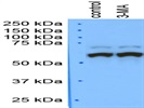 p70 S6 Kinase Antibody