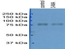 Anti-PKC zeta Antibody