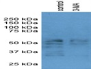 Ser32/36 Antibody