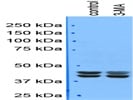 Anti-P-T202/Y204-ERK Antibody
