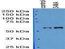 Anti-SQSTM1 / p62 Antibody