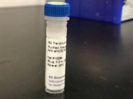 Time Course Effect Of Chemoattractant On eNOS Expression