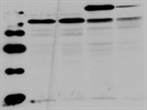 Phospho-Smad2 (Ser245/250/255) Antibody