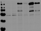 MMP-9 Antibody