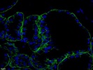 Ep-CAM Antibody for Immunofluorescence