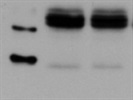 Phospho-Src Family (Tyr416) from Cell Signaling Works Great