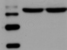 Lyn Antibody from Cell Signaling Works Great