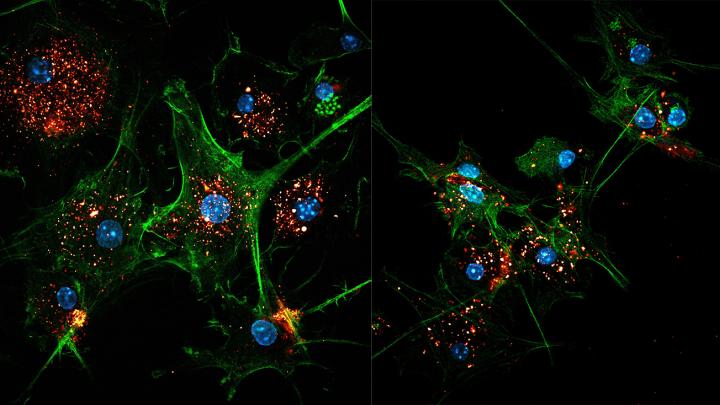 EVIR-engineered dendritic cells