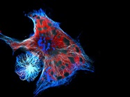 Take the Biocompare Quiz: Fluorophores, Single-Cell Analysis, and More