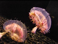Take the Biocompare Quiz: Jellyfish, EGFR, and More