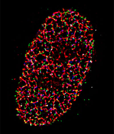 STORM Super-Resolution image