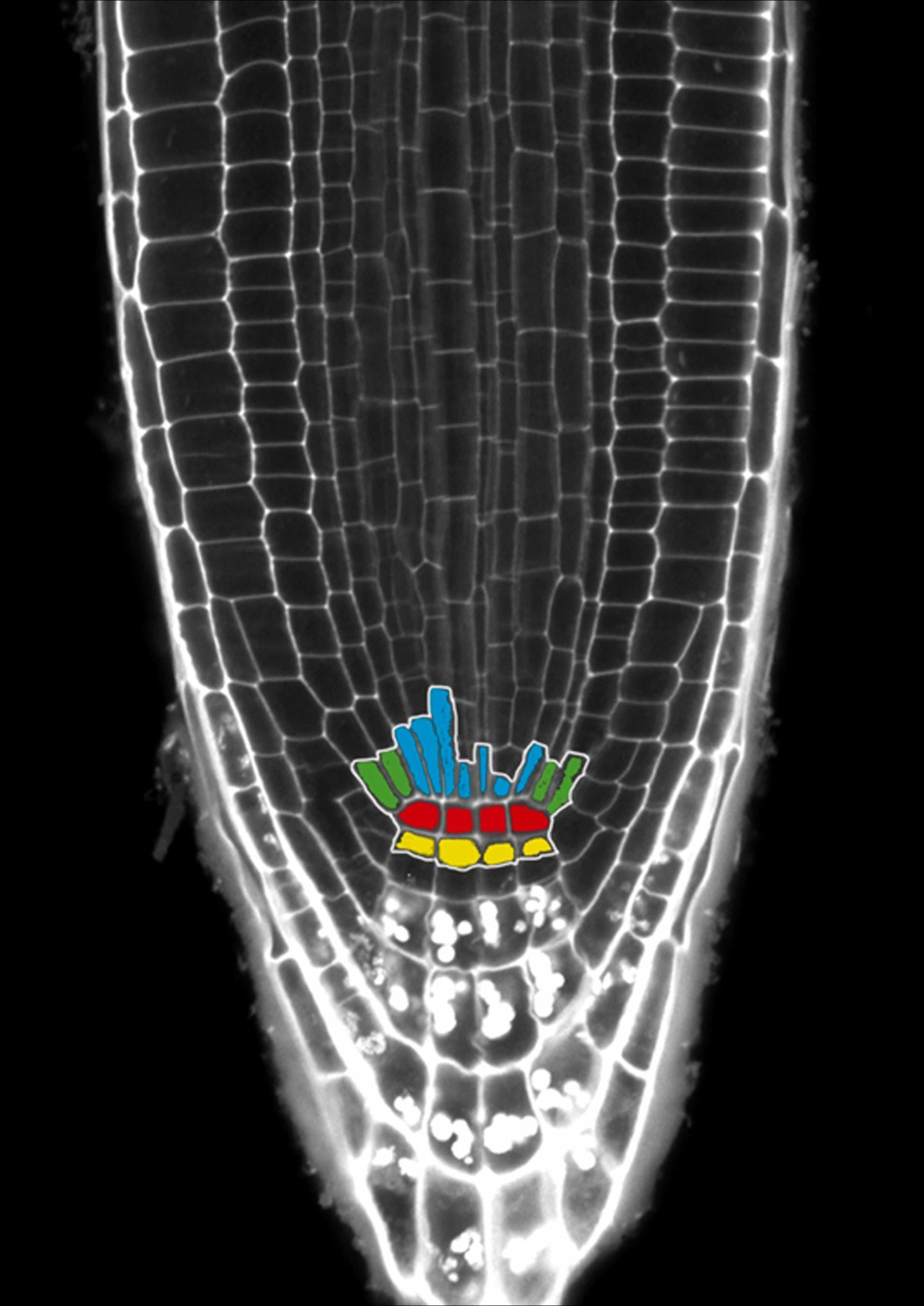 Arabidopsis thaliana plant root