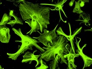 Cell-Line Engineering Doesn’t Have to Be Difficult