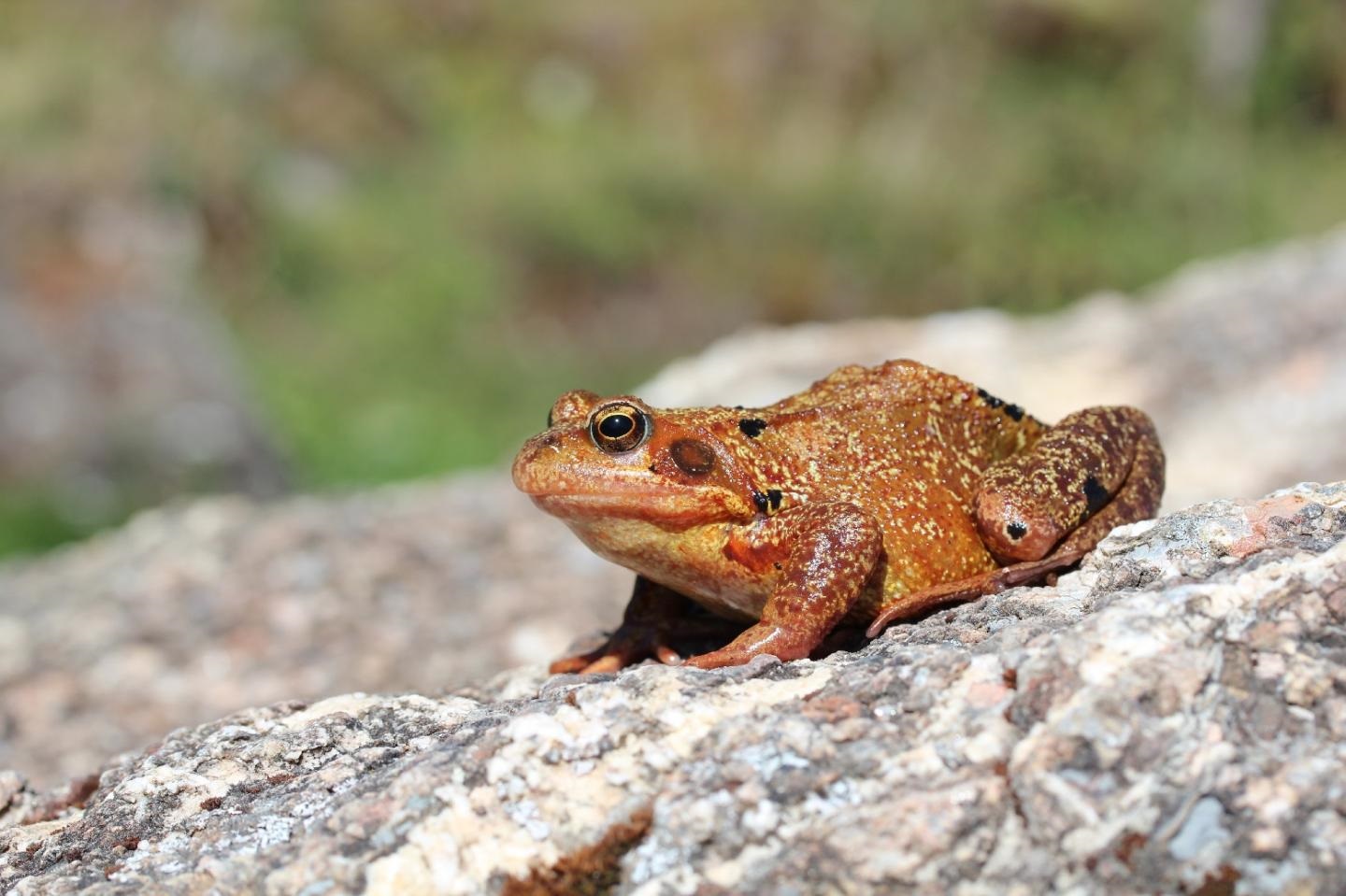 frog