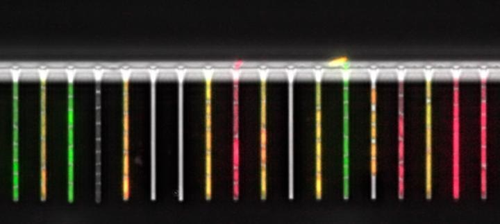 lab-on-a-chip