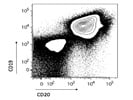 A Good Option To Stain Mouse CD20 By Flow Cytometry
