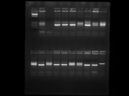 Great PCR Enzyme