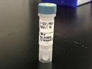 Time Course Effect Of Chemoattractant On Phosphorylation Of pMKK4