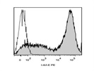 Staining Mouse Splenocytes With Anti-I-A/I-E PE