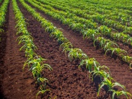 Reaping Better Crops with Plant Genome Editing