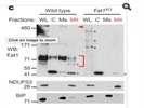 NDUFS3 Antibody