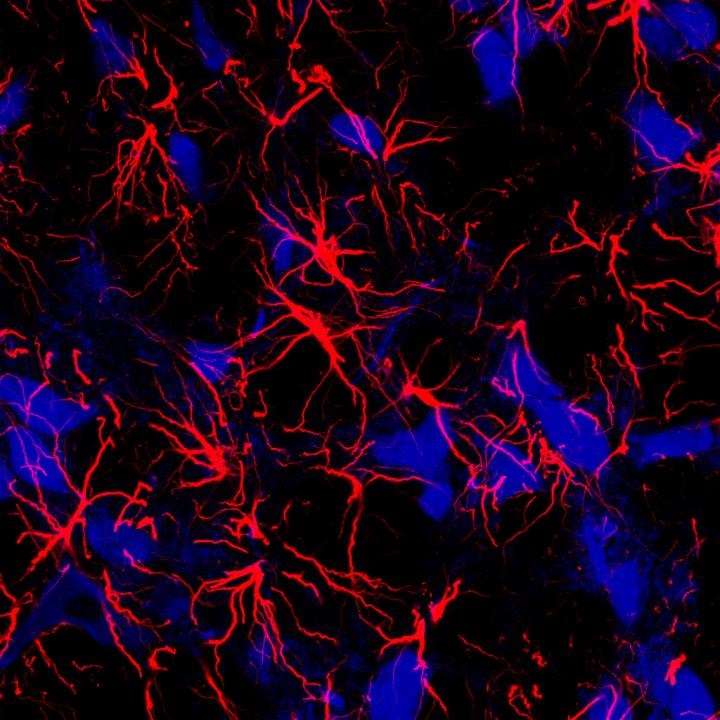 astrocytes