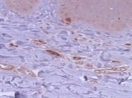 Excellent Pan Neuronal Marker
