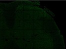 Good Anti-Advillin Antibody
