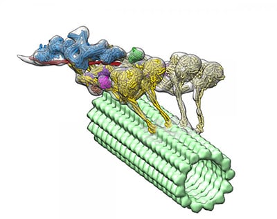 image of dynein-dynactin complex