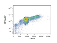 Staining Human T Cells With Anti-Ki67 Alexa647