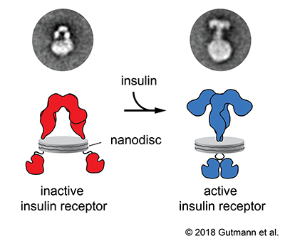 insulin receptor activation illustration