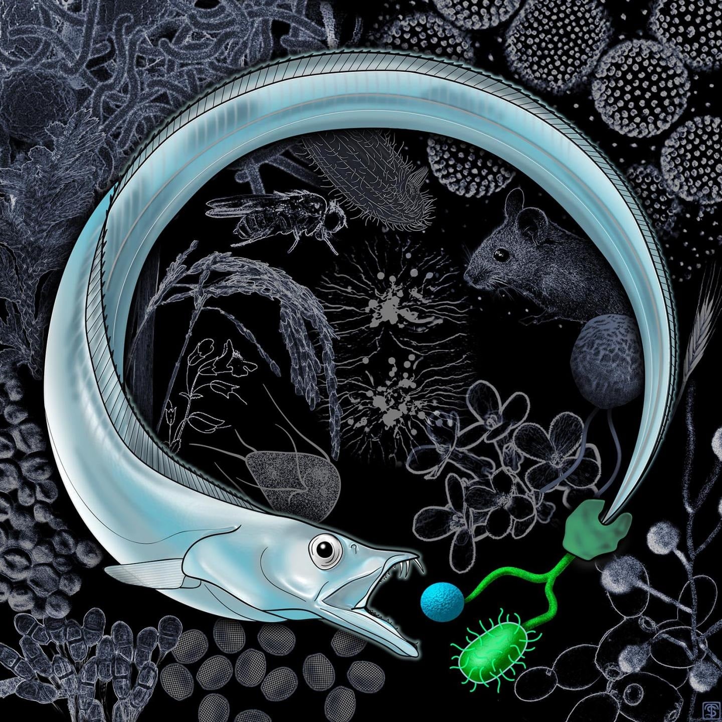 phagocytosis