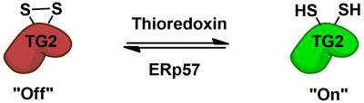 TG2 regulation illustration