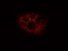 CD107a (LAMP-1) Antibody