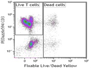 Cell Viability Staining Kit