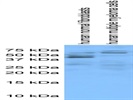 Anti-Caspase 8 Antibody