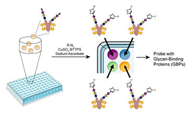 cell-based glycan array process