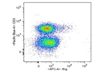 Antibody Stains Interferon gamma Producing T Cells Very Well