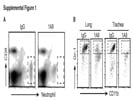 Neutrophil Depletion in A Mouse by Injecting 1A8 Antibody