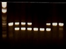 Taq Polymerase for Mouse Genotyping