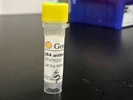 Time Course Effect Of Chemoattractant On p84 Expression