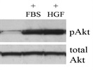 Antibody To Detect Total Akt