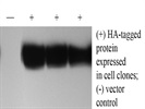 Excellent Antibody To Detect HA Tag In Western Blotting