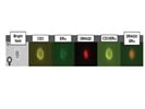 Use Of DRAQ5 To Label Nuclei In Human T Cells Prior To Amnis Straining Analysis